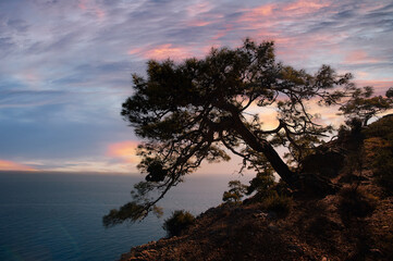Fototapeta premium Lonely Tree Silhouetted Against a Beautiful Sunset Over the Ocean Horizon