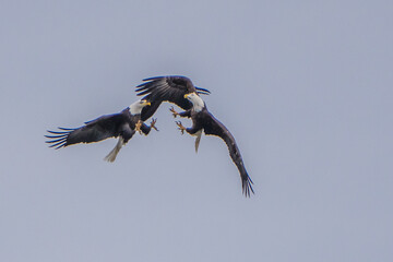 The American Bald Eagles in Flight and Aggression 