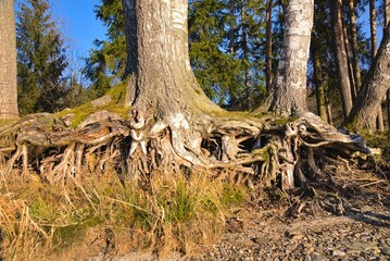 freiliegende Wurzeln mehrerer Flachwurzler - Nahaufnahme