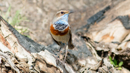 robin on a branch