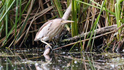 great blue heron