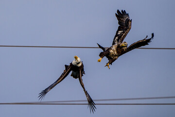 The American Bald Eagles in Flight and Aggression 