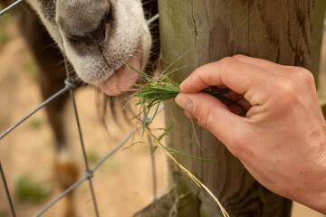 Hand feeding a goat through a fence