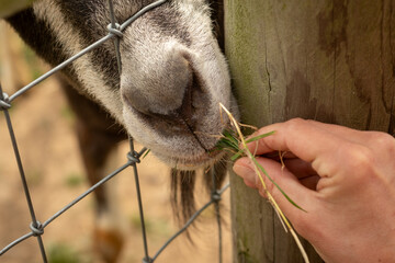 Hand feeding a goat through a fence