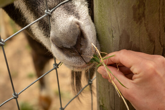Hand feeding a goat through a fence