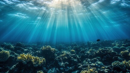 Fototapeta premium Soft Coral Reef Exploration with Artistic Lighting Effects