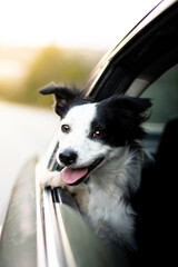 Border Collie Dog Hanging Head Out of Car Window