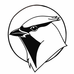 black and white bird