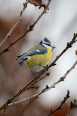 Blue Tit on a Branch