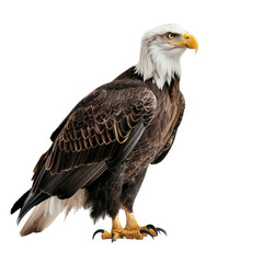 Obraz premium The eagle looks straight ahead and its entire body isolated on white background