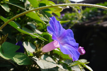 Japanese morning glory flower is blooming on its plant