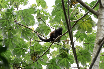 small monkey looks down from high branch in tropical  jungle raindforest