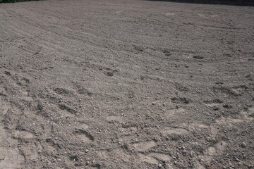 The impressions of the wheel of the tractor has been clearly visible on the field