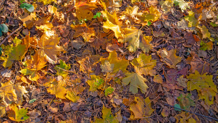 autumn leaves on forest ground in sunlight