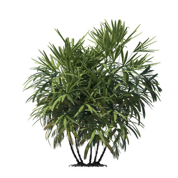 Rhapis excelsa, Lady palm, Bamboo palm, evergreen, small tree, bush, light for daylight, easy to use, 3d render, isolated