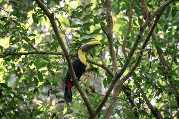 toucan in costa rica jungle rainforest