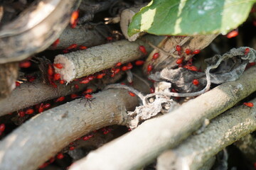 Japanese morning glory flower is blooming on its plant
