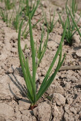 Onion plant in close up on the field