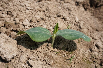 Sprouted pumpkin plant just came out from the agricultural field