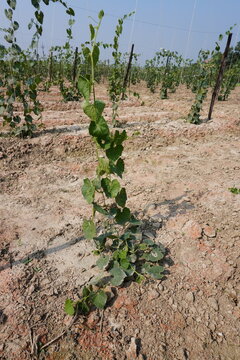 Pointed Gourd plants have been cultivated in the agricultural field