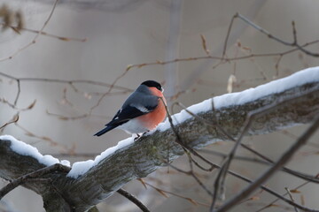 Pyrrhula pyrrhula aka eurasian bullfinch male. Lovely common colorful bird from Czech republic perched on the tree.