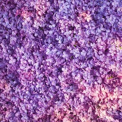 purple flowers garden spring floral landscape