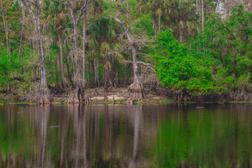 Fototapeta premium Lake Paradise, Fisheating Creek, FL