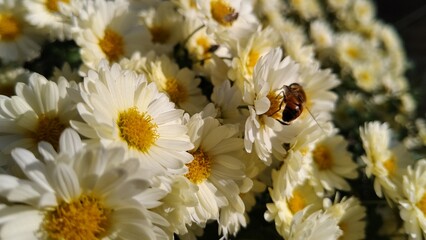 Obraz premium 白い菊の花