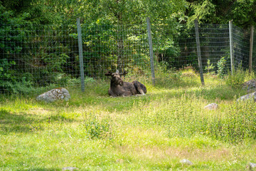 Elch im Elchpark Schweden sitzt im Schatten