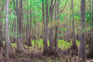 Swamplands in the South