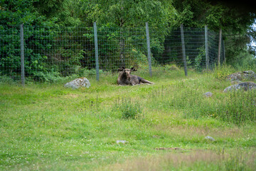 Elche liegen in einem Gehege