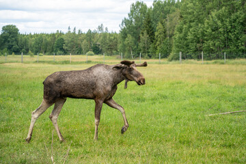 Gro&szlig;er Elche auf einer Wiese