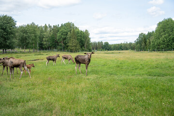 Elche zum Streicheln und Füttern