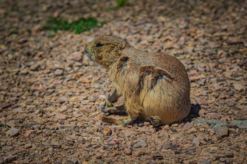  South Dakota Wildlife, Prarie Dog