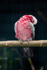 Bird pink at the park
