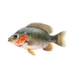 Obraz premium tilapia without background