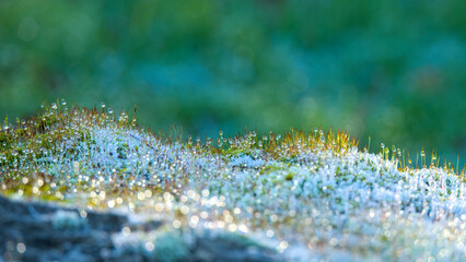 Macro image of frosty moss with dew drops with bokeh . Natural background.