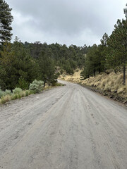 Serene dirt road through pine forest
