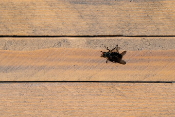 fine art fly insect weird animal