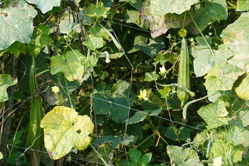 Luffa acutangula, also known as sponge gourd or ridge gourd