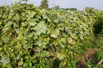 Sponge gourd plants have covered the complete area with its stem and leaves 