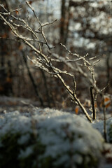 Branch in a snowy forest