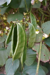 Broad beans are hanging from the plant in close up 