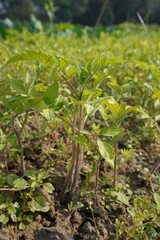 Lycopersicon, a species of Tomato plants in close up 