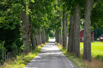 Baumallee mit beengter Stra&szlig;e