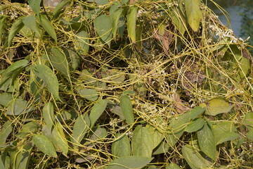 Cuscuta Reflexa, the creeper plants with its tiny flowers 