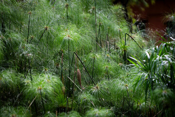 Fototapeta premium Lush green reed leaves gently swaying in the breeze, captured in natural daylight. Showcasing the beauty and tranquility of vibrant plant life in its natural habitat.