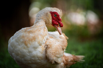A duck messily drinking water from a small stream, splashing as it quenches its thirst. Captured in natural daylight, showcasing playful wildlife behavior in a serene setting.