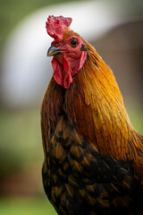 A proud rooster strutting across a lush green lawn, searching for feed in natural daylight. Vibrant feathers and confident stance capture the essence of rural charm and farm life.