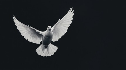 Fototapeta premium Graceful white dove in flight against a dark background, symbolizing peace and freedom.